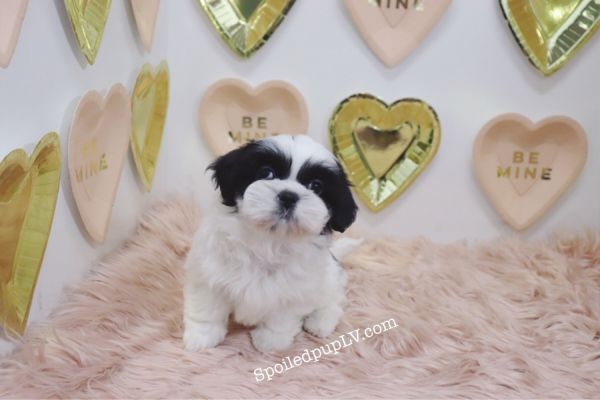 Shihtzu - Blackjack - Male