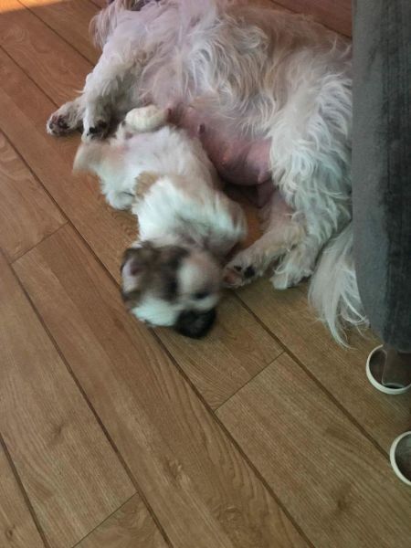 Shih Tzu Puppies(804) ***