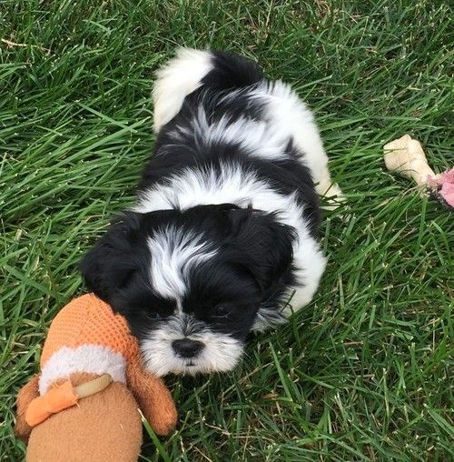 12 weeks old Shih Tzu puppies