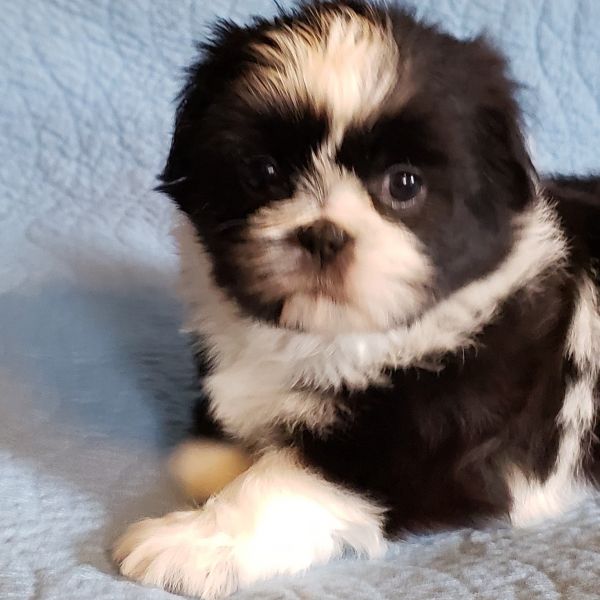CKC. REG SHIH-TZU PUPPIES