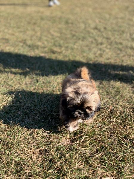 Shih tuz 10 week old