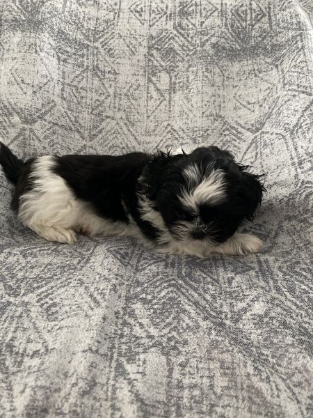 Purebred Shih Tzu puppies