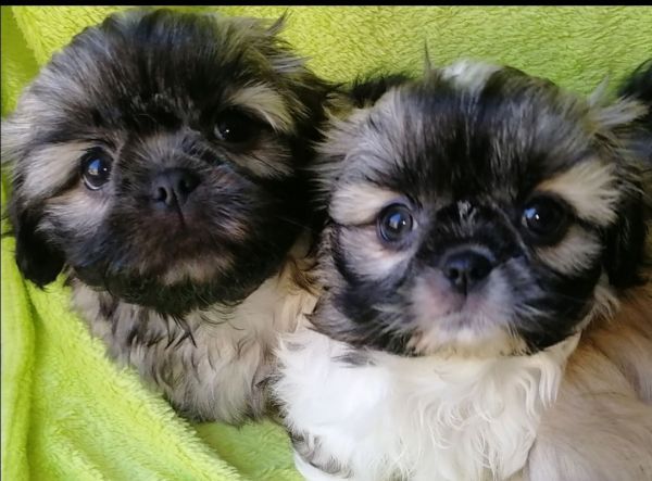 Outstanding AKC Shih Tzu puppies