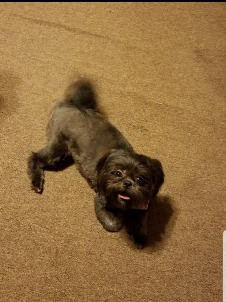 Beautiful tzu girl to love!