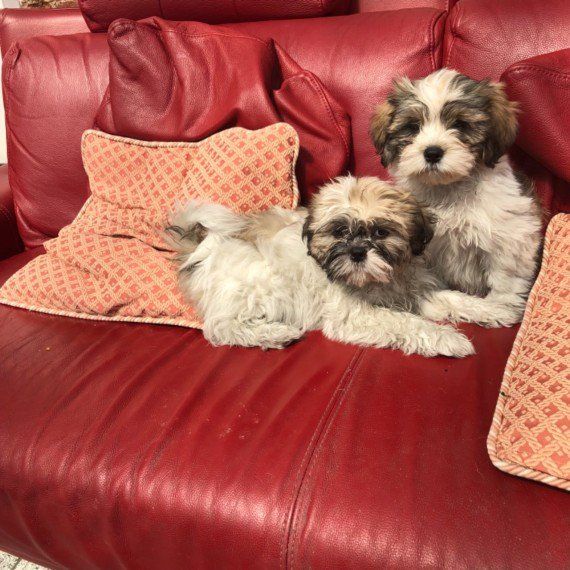 Tri Color Shih Tzu Puppies
