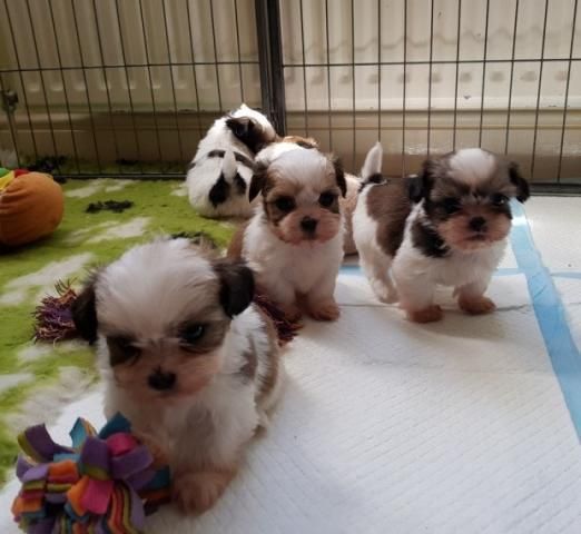 shih tzu puppies