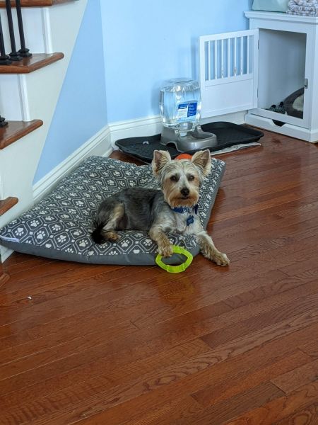 Jasper needs a loving home!