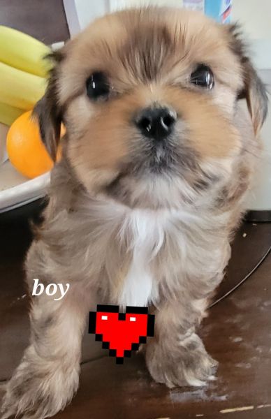 Handsome shorkie tzu puppy