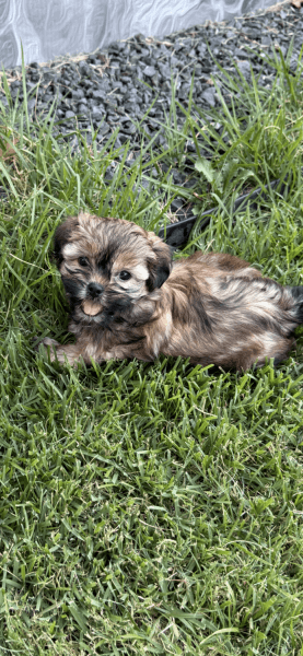 Shorkie puppies