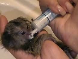 Adorable male and female Sweet Marmoset Monkey for rehoming contact at