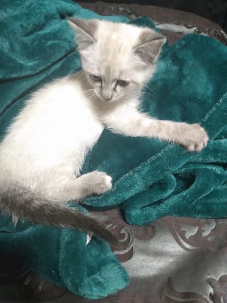 Female Siamese kitten