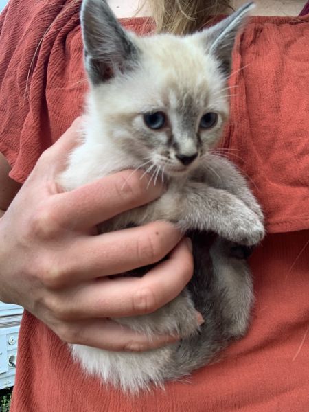 Siamese lynx point kitten