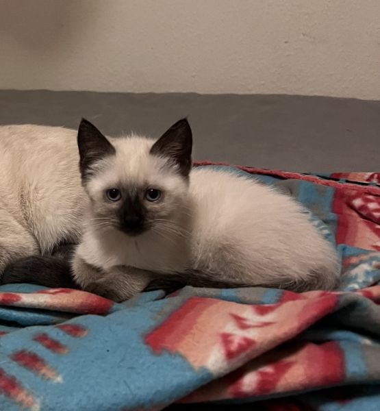 Siamese kittens