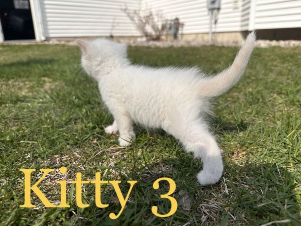Flamepoint Siamese kittens