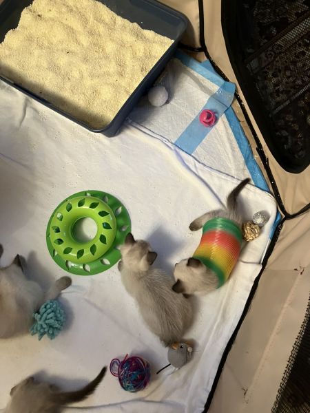 Siamese kittens for sale