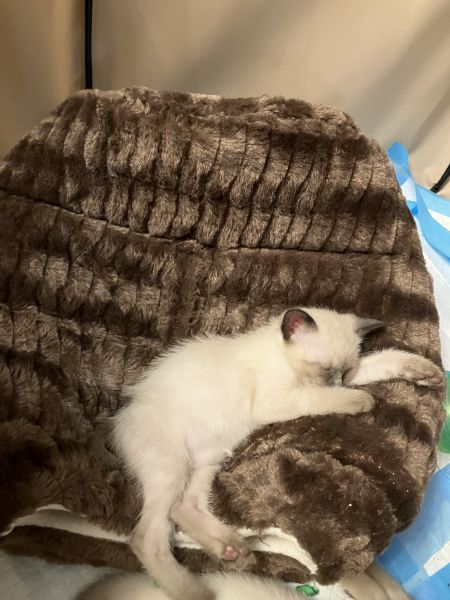 Siamese kittens for sale