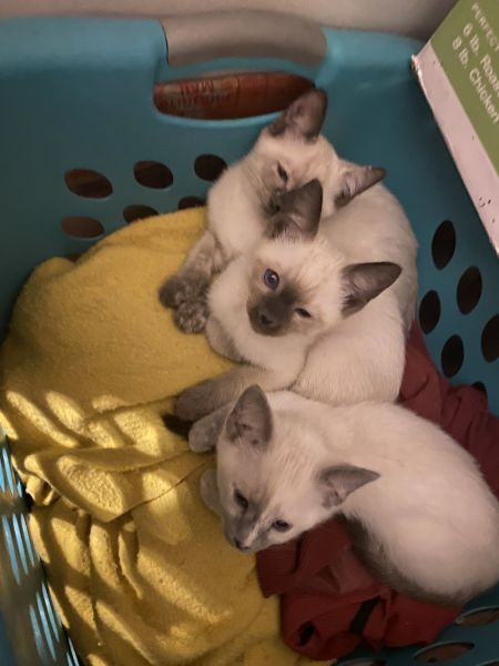 Siamese kittens