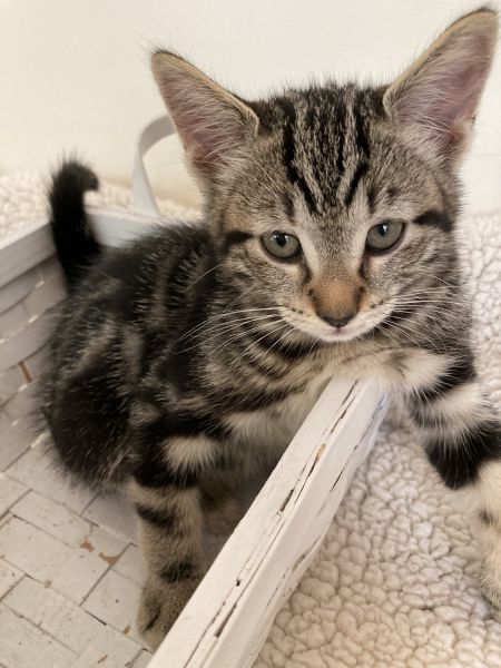 Kitty looking for new loving home