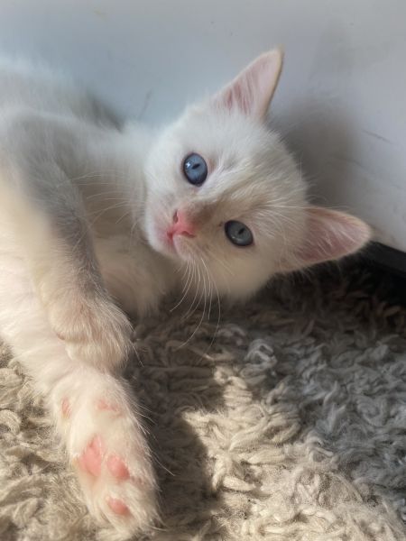 Gorgeous female flame point