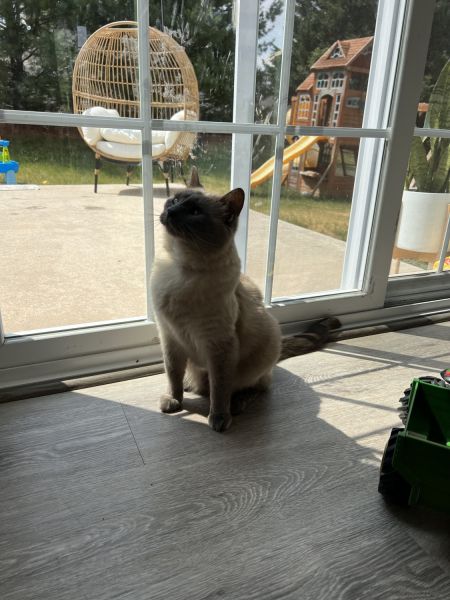 Great family owned cat