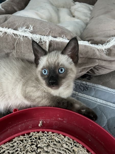 Siamese Kitten