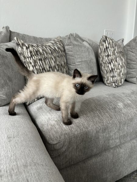 Siamese Kitten