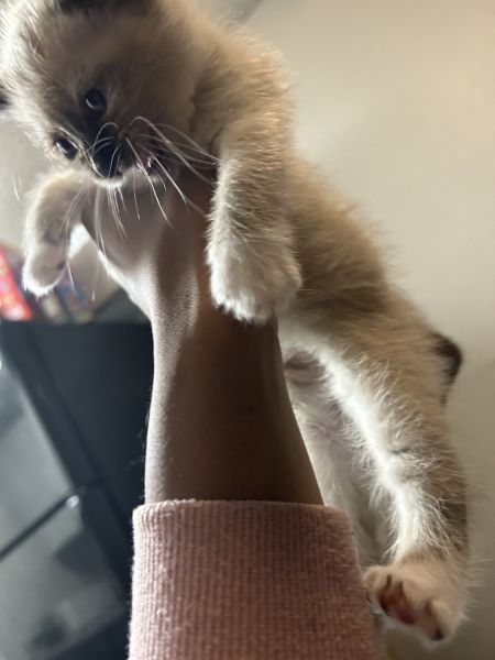 Siamese kitten