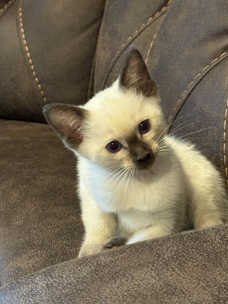 Siamese kitten