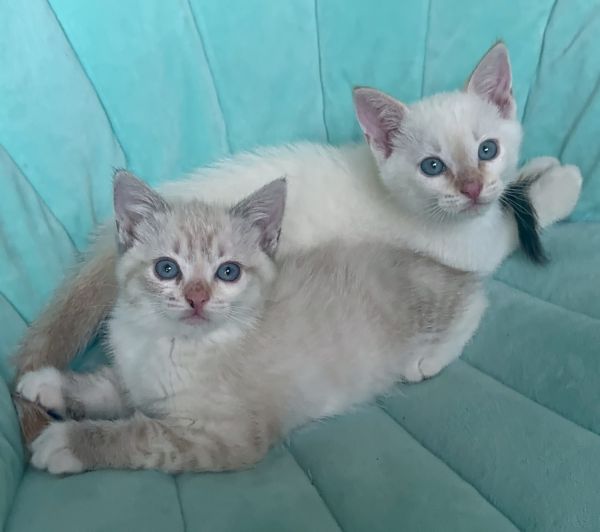 Siamese Kittens 7 Weeks old