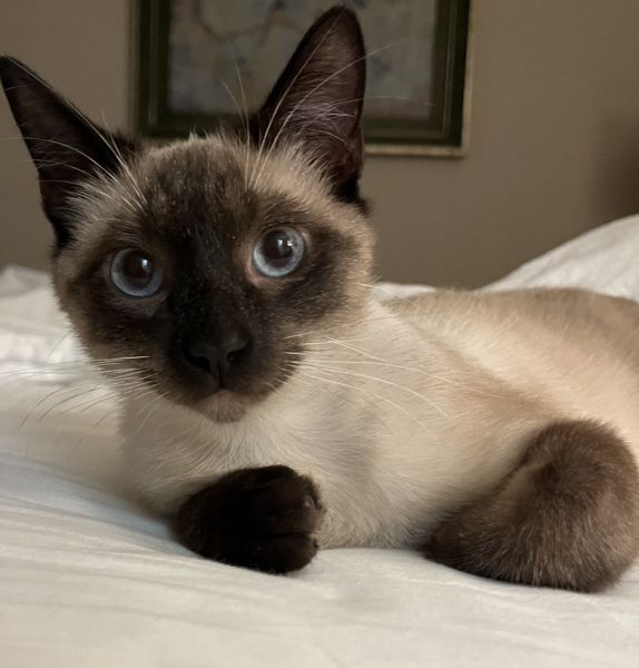 Siamese Male Cat