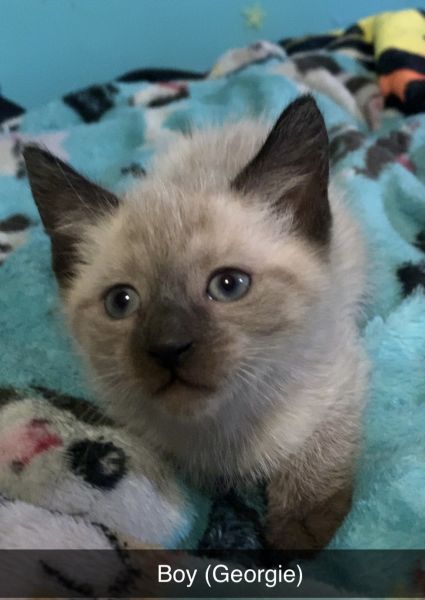 Siamese Seal Point Kittens