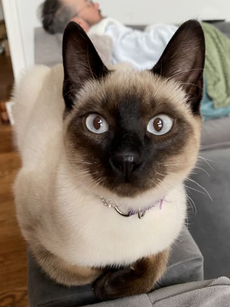 7 Month Old Female Siamese for Sale