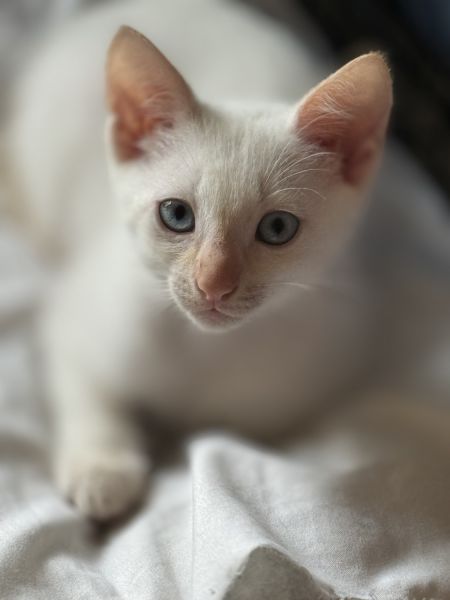Kitten Siamese