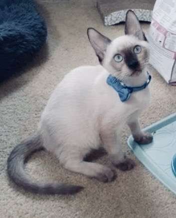 SIAMESE KITTENS PUREBRED Male and Female