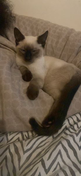 KaiLan Needs A New Home