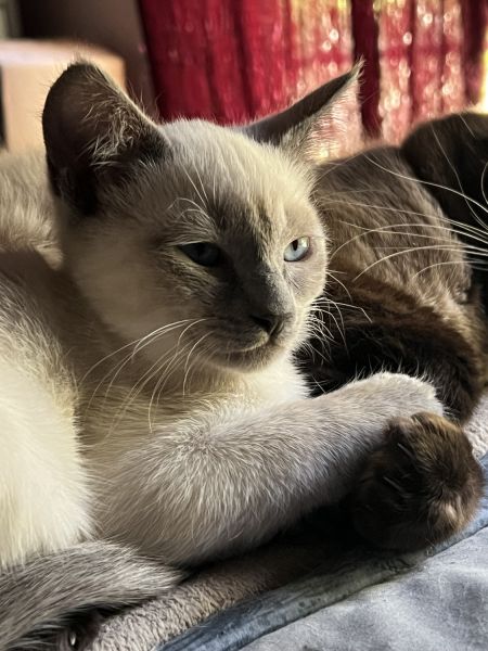 Siamese Kitten’s for sale