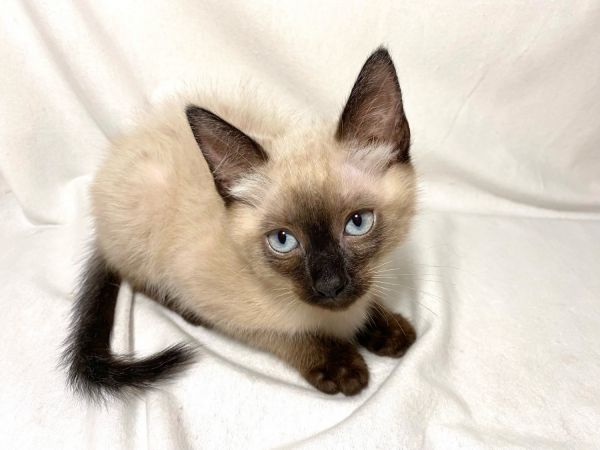 Ragdoll Siamese Kitten Mix for Sale