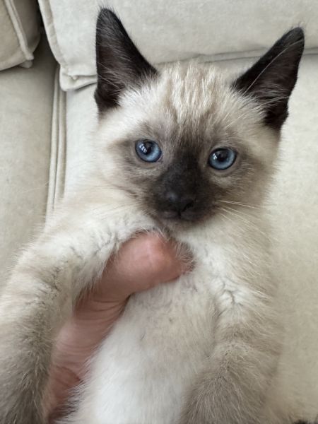 Siamese kittens available now