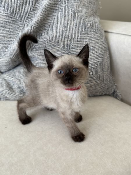 Siamese kitten