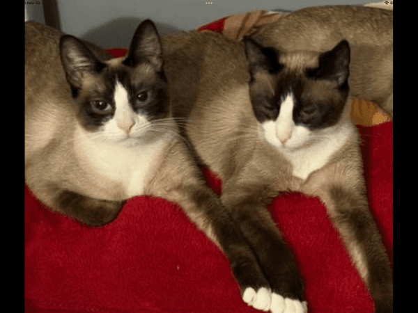 2 Sisters In Need of a Home