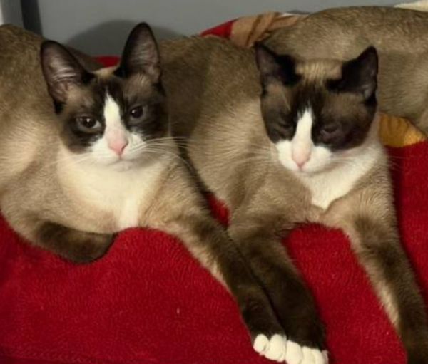 2 sisters in Need of a Home