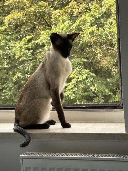 „Zwei liebevolle Siamkater-Brüder (kastriert) suchen gemeinsam ein Zuh