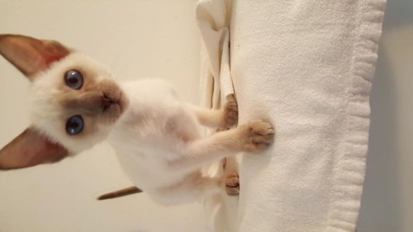 Show Quality Male Wedge Head Lilac Siamese Kitten
