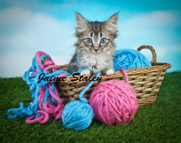 Kizzy Siamese Kitten ***