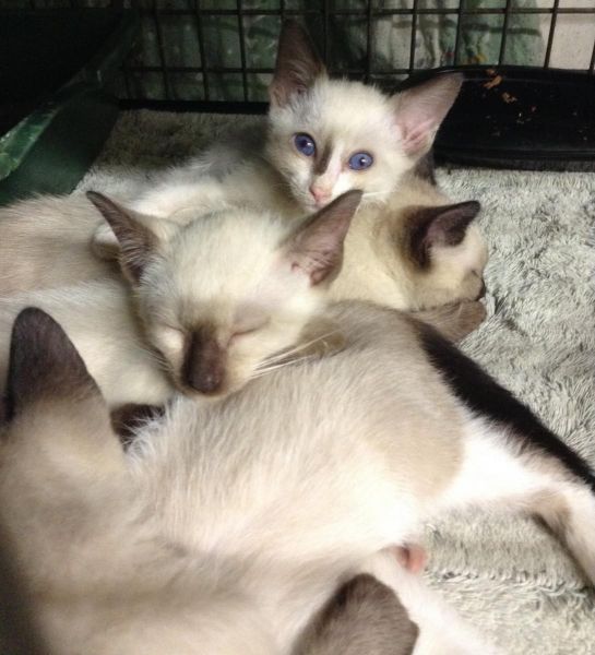 Siamese Kittens