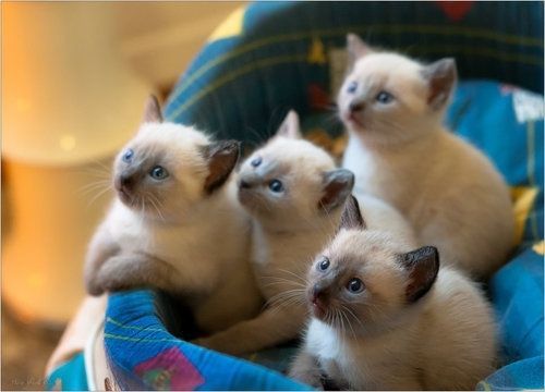 Siamese kittens