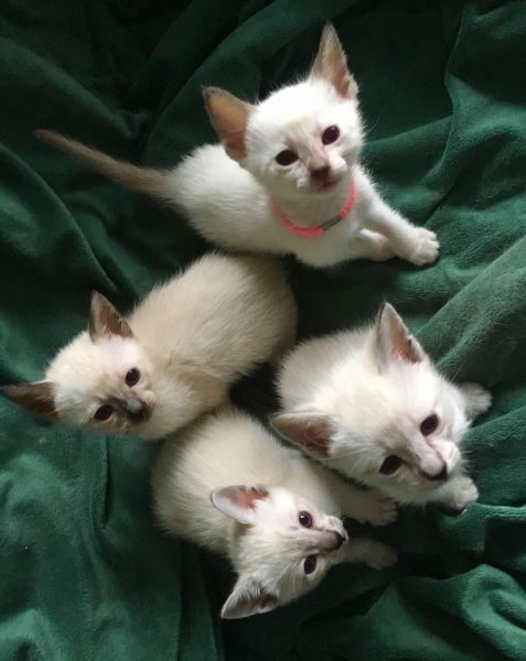 Kittens for sale