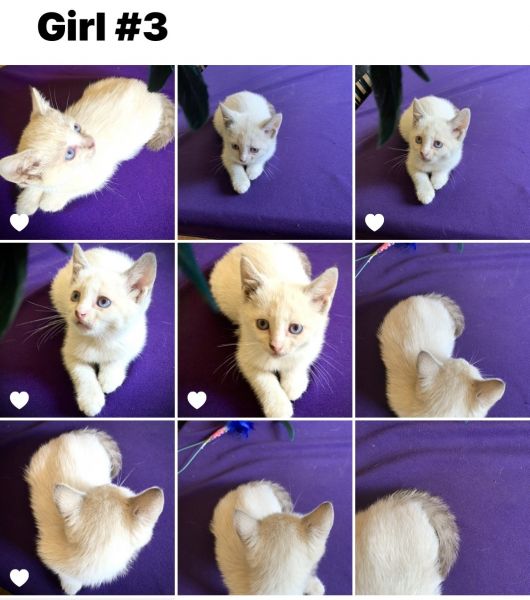 Siamese Kittens for Adoption