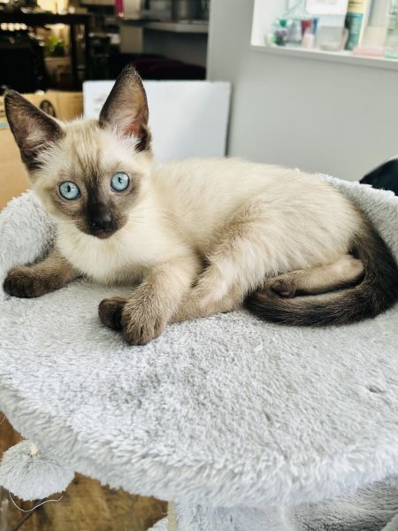 Beautiful and affectionate kitty