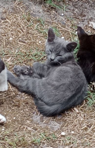 A kitten to good hands